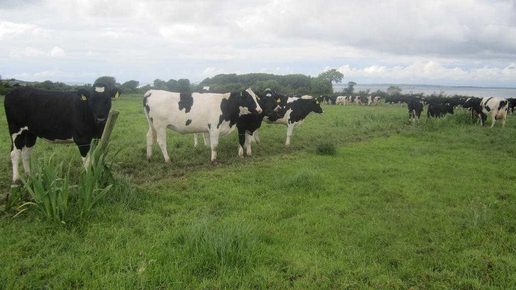 Greenfields Farmhouse Ballylongford Exterior foto