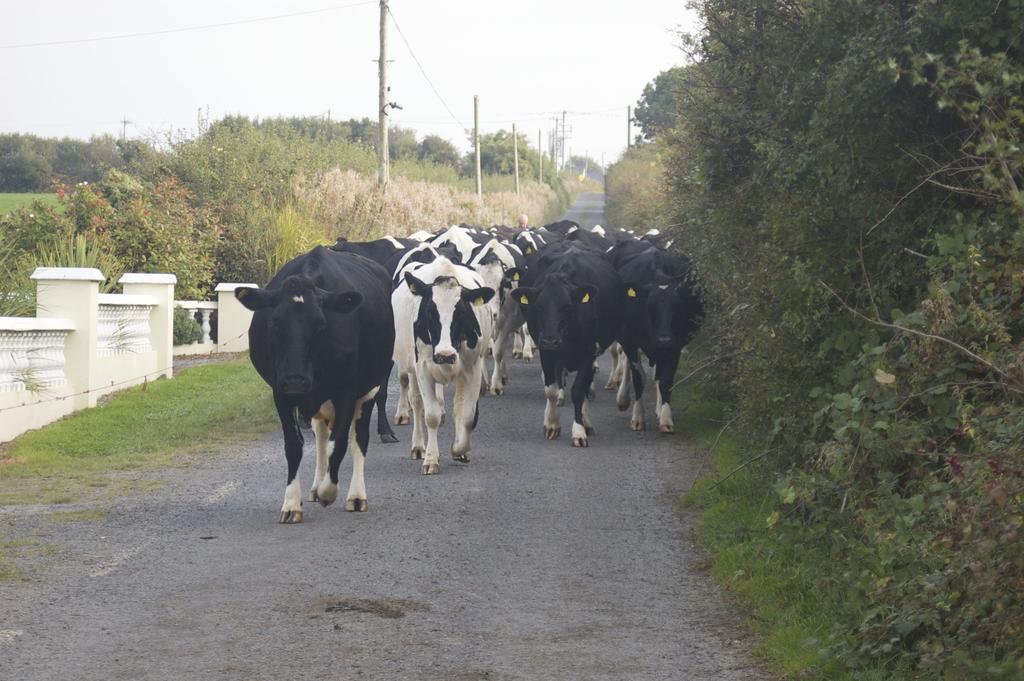 Greenfields Farmhouse Ballylongford Exterior foto